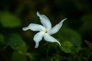 jasmin blommor i de gård foto