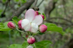 rosa och vit äpple blomma blommor på träd i springtime foto