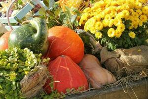 pumpor och höst blommor på en höstackar. skörda tid på en odla. falla rättvis av färsk organisk grönsaker. festlig dekor i trädgård. lantbruk marknadsföra. lantlig scen. vegetarian och vegan mat dag. foto