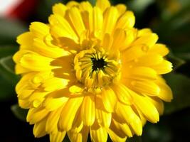 calendula officinalis blomma foto