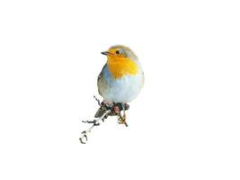 robin isolerat, beskurna för redigering. sångfågel med röd, vit och orange fjäderdräkt foto