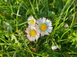 daisy huvuden med rosa tips blommor i de trädgård foto