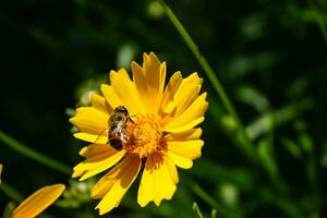 honung bi sammankomst pollen inuti blommat gul blomma i trädgård foto