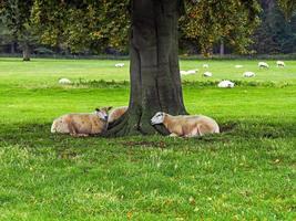 får som vilar under ett träd i ett fält foto