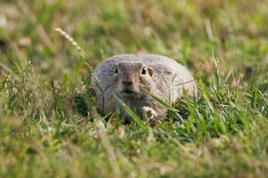 europeisk jord ekorre, spermophilus citellus eller europeisk souslik foto