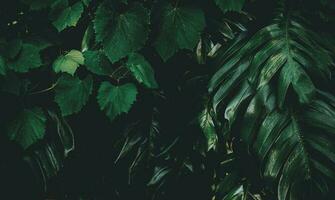 tropisk grön blad bakgrund, mörkt ton tema. foto