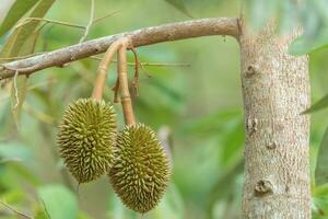 gren av Durian på träd foto