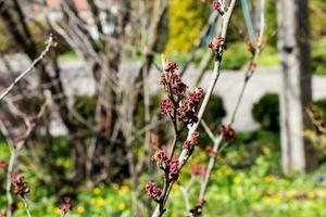 blomma av hamamelis hamamelis intermedia pallida i tidigt vår. hamamelis har underbar blommor i tidigt vår. foto