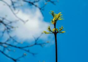 de ny tillväxt i vår från phellodendron sachalinense foto