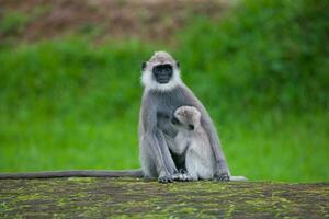 tuftade grå langur, semnopithecus Priam, sri lanka foto