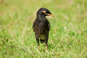 indisk Myna, akridotheres tristis fågel stående i gräs foto