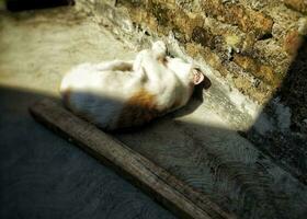 porträtt av fattig katt sovande utomhus, naturligt vana av sovande i de morgon- Sol. foto