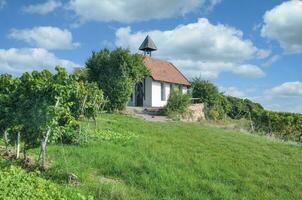kapell --michaelskapelle--in vingård av dålig duerkheim, Pfalz vin område, Tyskland foto