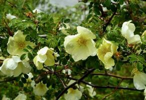 rosa xanthina, 'kanariefågel fågel' reste sig, manchu reste sig foto