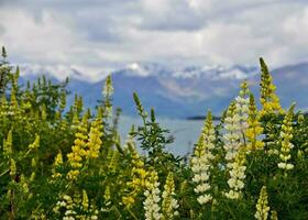 lupinus, gul lupiner, anmärkningsvärda berg, söder ö, ny zealand foto