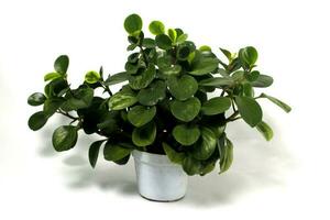 peperomia växt på vit pott isolerat på vit bakgrund. foto