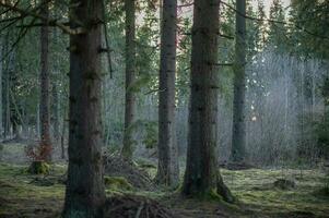 landskap fotografi från mörk skog, liptov, Slovakien, 14.04.2023 foto