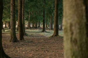 landskap fotografi från mörk skog, liptov, Slovakien, 14.04.2023 foto