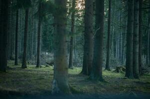 landskap fotografi från mörk skog, liptov, Slovakien, 14.04.2023 foto