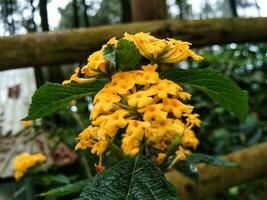 lantana pastazensis dekorativ växter den där växa färsk i de highlands foto