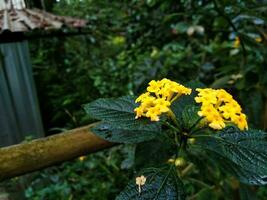 lantana pastazensis dekorativ växter den där växa färsk i de highlands foto