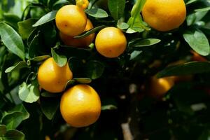 de calamondin orange nitro fortunella makrocarpa är en hybrid av mandarin ett cumquat foto