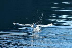 seagulls tar av i de fjord. vatten droppar stänk i dynamisk rörelse av hav fågel. foto