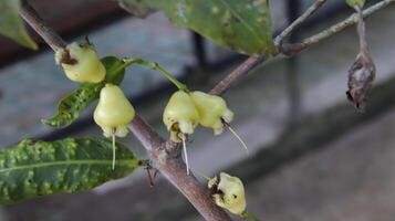 grön vax äpple eller vatten äpple eller syzygium javanicum ung skede frukter. foto