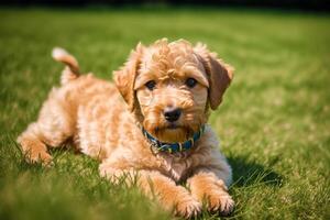 porträtt av en skön airedale terrier hund i de parkera. generativ ai foto