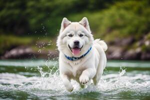 porträtt av en skön alaskan malamute hund i de parkera. generativ ai foto