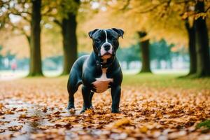 Staffordshire tjur terrier hund. porträtt av en skön Staffordshire tjur terrier spelar i de parkera. generativ ai foto