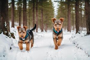 porträtt av en skön airedale terrier hund i de parkera. generativ ai foto