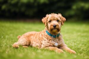 porträtt av en skön airedale terrier hund i de parkera. generativ ai foto