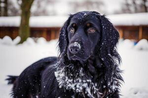 söt Gordon setter. porträtt av en skön Gordon setter hund spelar i de parkera. generativ ai foto