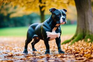 Staffordshire tjur terrier hund. porträtt av en skön Staffordshire tjur terrier spelar i de parkera. generativ ai foto