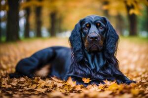 söt Gordon setter. porträtt av en skön Gordon setter hund spelar i de parkera. generativ ai foto