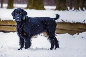 söt Gordon setter. porträtt av en skön Gordon setter hund spelar i de parkera. generativ ai foto