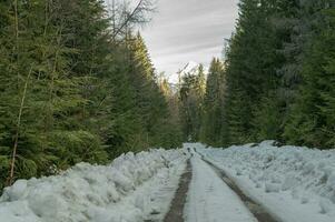 fjäll, träd, snö vår Foto från Slovakien, liptov 10.04.2023