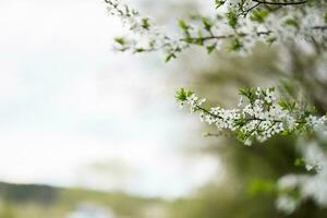 vår blomma bakgrund. skön natur scen med blomning träd. foto