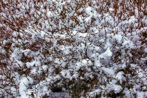 jasmin buske under de snö i vinter. de bar grenar av de växt är täckt med fluffig snö. de latin namn är philadelphus lemoine eller philadelphus l. foto