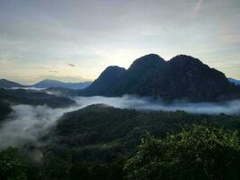 borneo skog landskap Foto