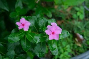 Foto av rosa blommor på färsk grön löv