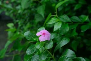 Foto av rosa blommor på färsk grön löv