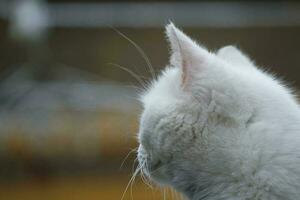 söt persisk ren vit katt är Framställ i de Hem trädgård foto