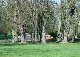 skön se av träd och grenar på lokal- offentlig parkera av luton stad av England foto