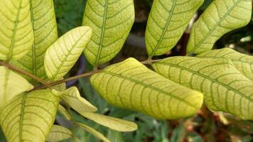 guava blad ört- växt eller psidium guajava foto