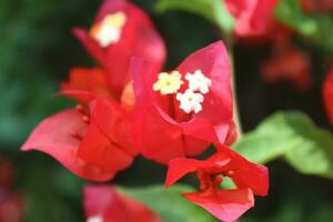 bougainvillea blomma i de morgon- med daggdroppar. foto