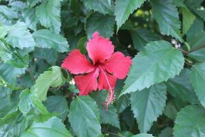 isolerat gul hibiskus blomma och löv på vit bakgrund med klippning stigar. foto