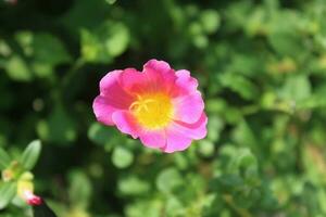 Portulaca oleracea allmänning portlak, också känd som Verdolaga, röd rot, eller pursley är ett årlig saftig i de familj portulacaceae. foto