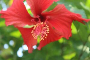 isolerat gul hibiskus blomma och löv på vit bakgrund med klippning stigar. foto